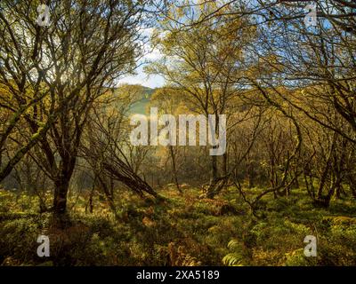 Das Sonnenlicht durchzieht das dichte Laub eines ruhigen Waldes, wirft ein warmes Licht auf das Unterholz und hebt die herbstlichen Farben hervor. Loch Sunart Schottland Stockfoto