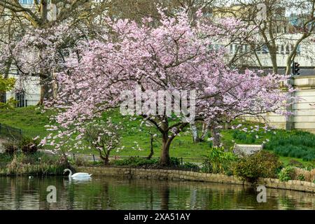 Ein Kirschblütenbaum in voller Blüte in der Nähe eines ruhigen Teichs mit einem Schwan schwimmen und einer Parkbank im Hintergrund. Stockfoto