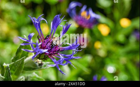 Eine Biene, die Pollen einer blauen Kornblume (Centaurea cyanus) im Garten sammelt Stockfoto