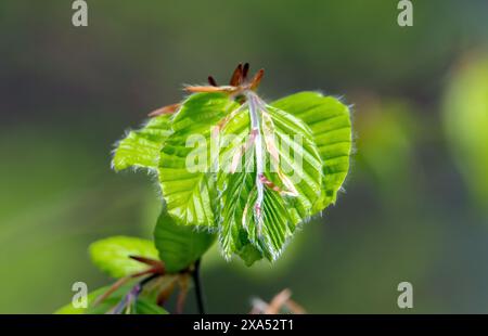 Eine detaillierte Nahaufnahme frischer Buchenblätter im Frühjahr. Stockfoto