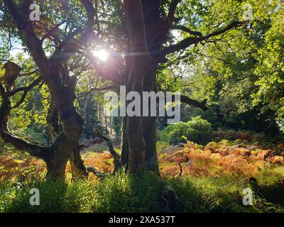 Das Sonnenlicht filtert durch Äste in einem sonnigen Wald in Irland Stockfoto