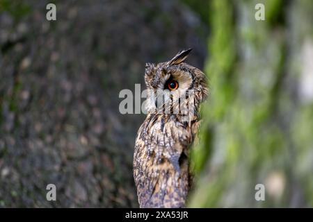 Langohrige Eulen, Asio otus, die bei Tageslicht in einem Baum thront und ihre Tarnung unterstreicht. Gefangener Vogel unter kontrollierten Bedingungen. North Yorkshire, Stockfoto