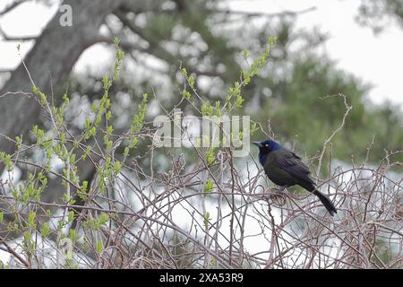Gewöhnlicher Grackle, der auf einem Ast thront Stockfoto