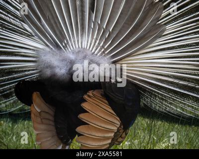Rückansicht des schönen Blauen Pfaus, der seinen Schwanz zeigt. Stockfoto
