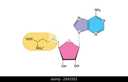 Detaillierte Vektor-Illustration der chemischen Struktur von S-Adenosyl-Methionin für Biochemie und Molekularbiologie auf weißem Hintergrund. Stock Vektor