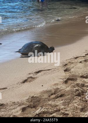 Eine Meeresschildkröte am Sandstrand am Ufer des Wassers am Strand Stockfoto