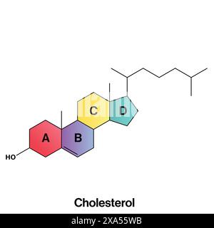 Detaillierte Vektor-Illustration der Cholesterinstruktur für Biochemie, Molekularbiologie und Gesundheitswissenschaft Bildung auf weißem Hintergrund. Stock Vektor