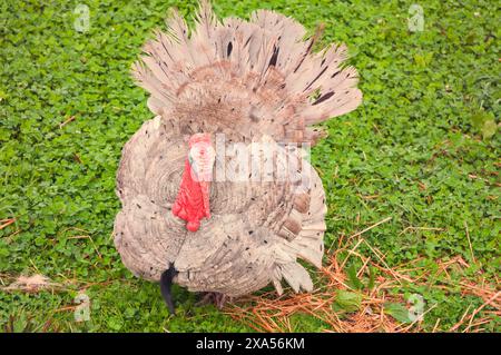 Landschaften, Meereslandschaft und Tiere sorgen für eine Vielfalt an Bildern Stockfoto