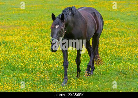 Landschaften, Meereslandschaft und Tiere sorgen für eine Vielfalt an Bildern Stockfoto