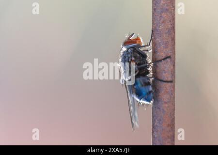 Eine winzige blaue Fliege, die einem Schmetterling ähnelt, der auf einem Stock sitzt Stockfoto