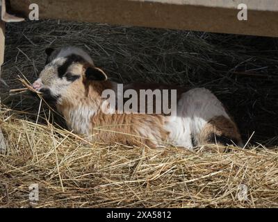 Eine braune Ziege, die auf Strohhalm in einem schattigen Gehege liegt Stockfoto