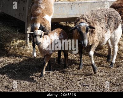 Zwei Ziegen und ein Schaf weiden auf trockenem Gras in einem Gehege Stockfoto