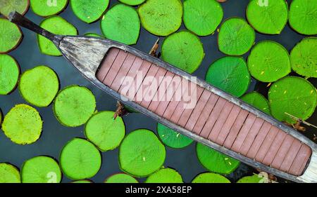 Ein Blick von oben auf ein Boot zwischen den Blättern der riesigen Seerosen auf dem See Stockfoto