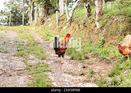 Erwachsener Hahn rot mit Schwarz in freier Weide Stockfoto