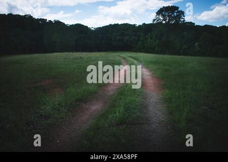 Eine alte Schotterstraße führt durch eine grasbewachsene Wiese in einen tiefen Wald Stockfoto