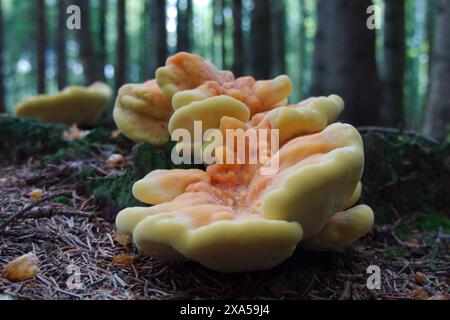 Eine Nahaufnahme eines Haufens Schwefel-Gelbzunder-Pilzes, der aus der Baumbasis sprießt Stockfoto