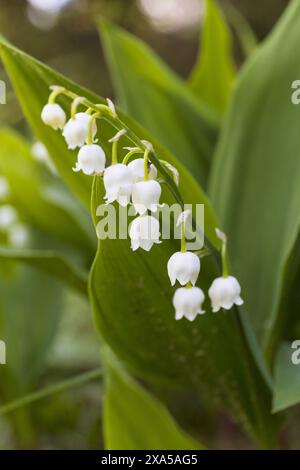 Nahaufnahme eines Blumenstiels einer Lilie aus dem Tal auf verschwommenem grünem Hintergrund Stockfoto