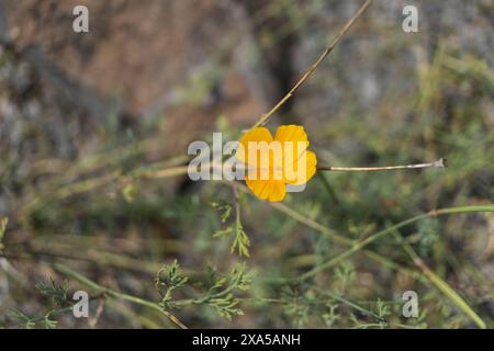 Nahaufnahme einer gelben kalifornischen Mohnblume im Fokus auf grünem und braunem Hintergrund Stockfoto