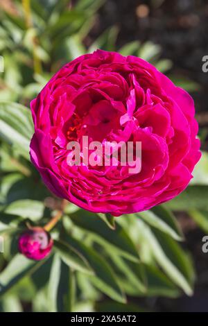 Nahaufnahme einer violetten roten Pfingstrosenblüte auf verschwommenem grünem Hintergrund Stockfoto