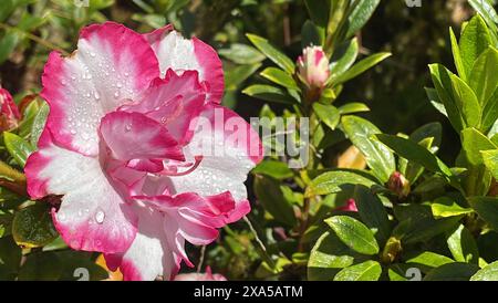 Eine Nahaufnahme einer rosa und weißen Blume, die in Wasser getaucht ist Stockfoto