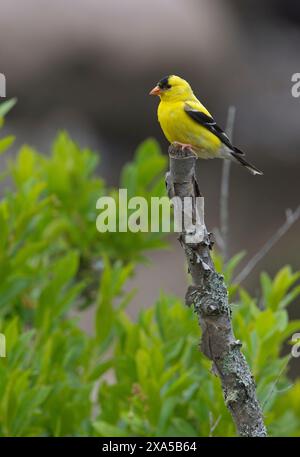 Amerikanischer Goldfinch (Spinus tristis). Männchen im Zuchtgefieder. Juli im Acadia-Nationalpark, Maine, USA. Stockfoto