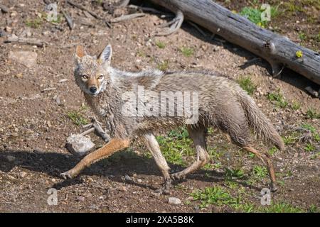 Kojote (Canis latrans) jagen auf einer Feuchtwiese. Frühling im Yellowstone-Nationalpark, Wyoming, USA. Stockfoto