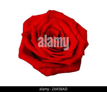 Beautiful red rose isolated on a white background, close up. Stockfoto