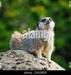 Ein Meerkat, der auf einem Felsen im Wald thront. Stockfoto
