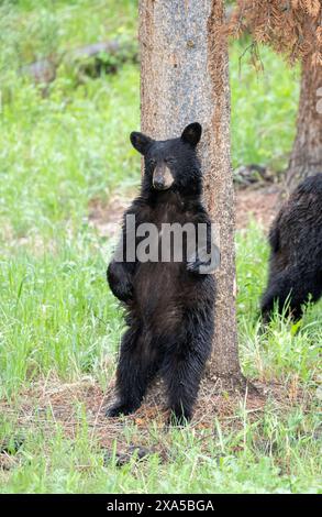 Schwarzbär (Ursus americanus) kratzt sich den Rücken an einem Baumstamm. Frühling im Yellowstone-Nationalpark, Wyoming, USA. Stockfoto