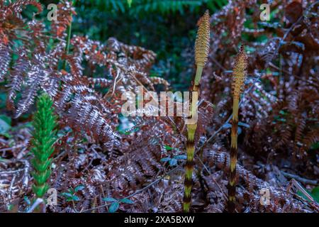 Ein großer Schachtelhalm (nördlicher Riesenschachtelhalm, Equisetum telmateia), der im Frühjahr im Wald wächst Stockfoto