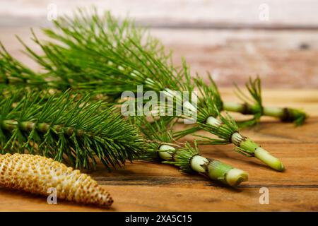 Die frischen Zweige der Heilpflanze Schachtelhalm Equisetum arvense Stockfoto