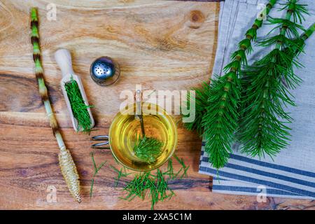 Eine Infusion von Schachtelhalm Equisetum arvense, Heilpflanze zur Gesundheitsfürsorge mit frischen Zweigen Stockfoto