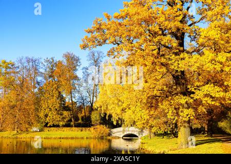 Schöne sonnige Herbstlandschaft mit gelben und orangen Bäumen und Weg im Alexander Park, Puschkin, St. Petersburg, Russland. Parken Sie in der Herbstsaison Stockfoto