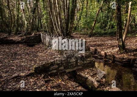 Die Überreste einer historischen Otter-Falle neben dem Tehidy Stream im Tehidy Woods Country Park in Cornwall in Großbritannien. Stockfoto