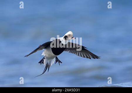 Langschwanzente (Clangula hyemalis / Anas hyemalis) fliegende Männchen im nicht-schlagenden Gefieder, die im Winter im Meer landen Stockfoto