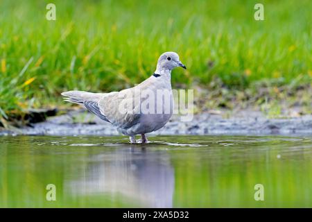 Eurasische Taube (Streptopelia Decocto) Trinkwasser aus dem Teich Stockfoto
