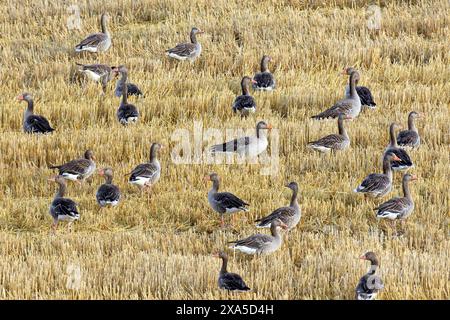 Herde von Graugänsen / Graugans (Anser anser) auf der Suche nach der Ernte im Sommer auf Stoppelfeld / stoppelfeld Stockfoto