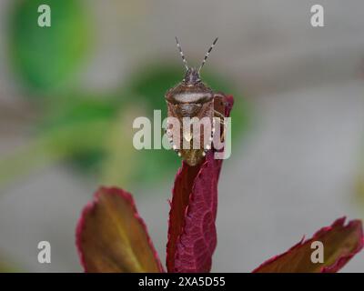 Schildkäfer auf Blatt und Lupinenblüte Stockfoto