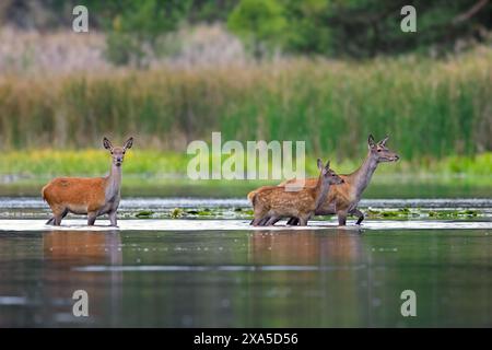 Rotwild (Cervus elaphus) zwei Hintern mit Kälber/Jungtiere, die im Herbst/Herbst einen See am Waldrand überqueren Stockfoto