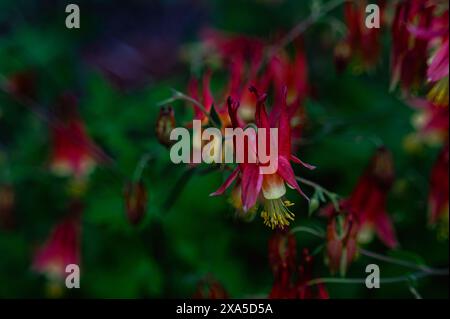 Verschiedene Blumen auf einem Feld in der Nähe von Büschen Stockfoto