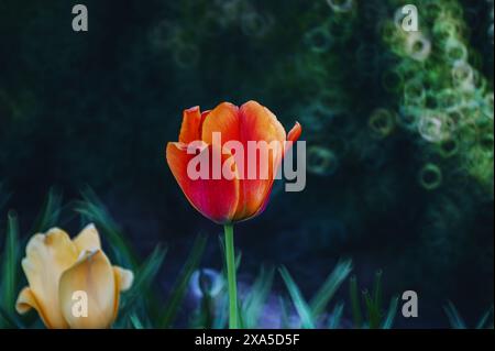 Eine orangene Blume umgeben von zwei gelben Blüten auf einer grünen Wiese Stockfoto