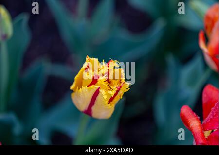 Leuchtende gelbe und rote Tulpen, die sich im Sonnenlicht in einem Garten sonnen Stockfoto