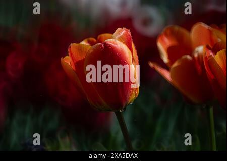 Verschiedene Blumen auf einer schönen Wiese Stockfoto