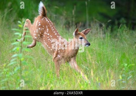 Ein Weißkopfhirsch (Odocoileus virginianus) des Jahres. Frühsommer im Acadia-Nationalpark, Maine, USA. Stockfoto