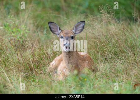 Ein Weißwedelhirsch (Odocoileus virginianus), das auf der Wiese ruht. Spätsommer im Acadia-Nationalpark, Maine, USA. Stockfoto