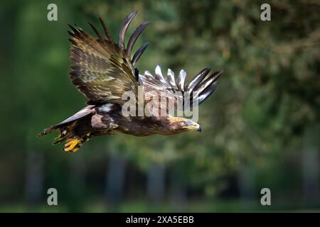 Ein Steppenadler mit ausgestreckten Flügeln am Himmel Stockfoto