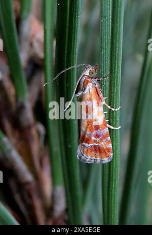 04.06.2024 / Sachsen Anhalt Sachsen-Anhalt Schmetterling Schmetterlinge Falter Biodiversität Insekt Insekten Nachtfalter Macroaufnahme Makroaufnahme Macrofoto Makrofoto Rhyacionia buoliana Denis & Schiffermüller , 1775 Kiefern-Knospentriebwickler *** 04 06 2024 Sachsen Anhalt Sachsen Anhalt Schmetterlinge Motte Biodiversität Insektenmotten Makrofoto Makrofoto Makrofoto Rhyacionia buoliana Denis Schiffermüller , 1775 Kiefernbudmut Stockfoto