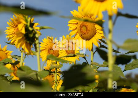 Bela Vista, Goias, Brasilien – 11. Mai 2023: Einige Blumen zwischen Blättern einer Sonnenblumenplantage. Stockfoto