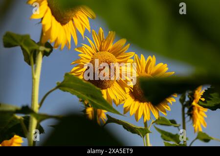 Bela Vista, Goias, Brasilien – 11. Mai 2023: Einige Blumen zwischen Blättern einer Sonnenblumenplantage. Stockfoto