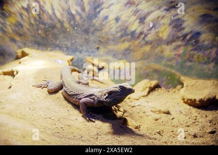 Eine Eidechse, die auf Schmutz in der Nähe von Felsen und Wasser ruht Stockfoto